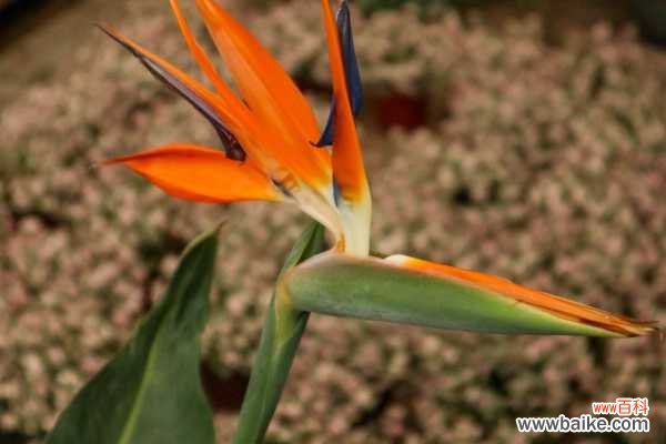 鹤望兰可以在室内养吗