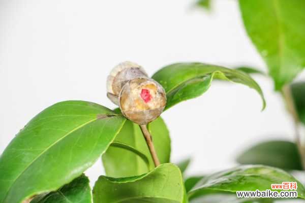 茶花能养在室内吗