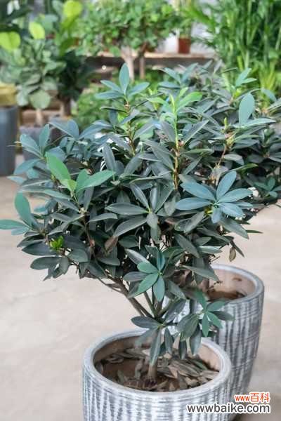 茶花能养在室内吗