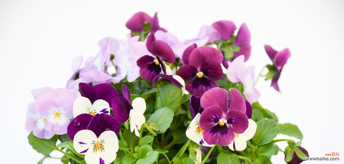 探索黄色紫罗兰的花语与内涵 黄色紫罗兰花语