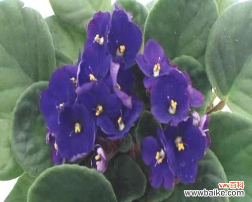 探索黄色紫罗兰的花语与内涵 黄色紫罗兰花语