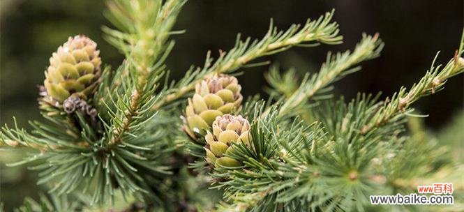黄山松与人们的情感纽带 黄山松