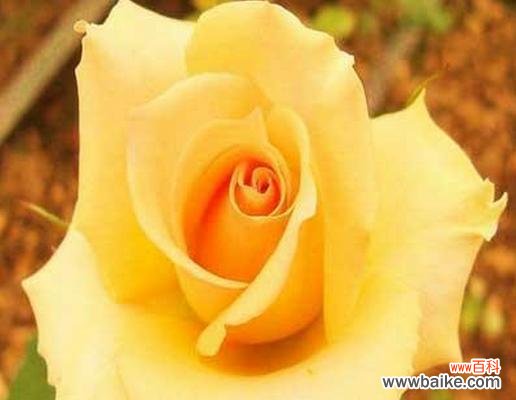 探索黄色玫瑰所传递的情感与意义 黄色玫瑰的花语与寓意