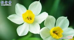 揭示黄水仙花背后的寓意与美 黄水仙花的花语与意义