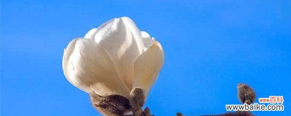 探秘黄玉兰 黄玉兰花的寓意与象征