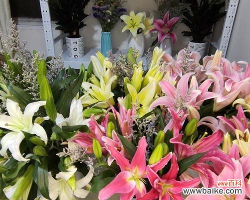 探寻黄天霸百合花的花语之美 黄天霸百合花