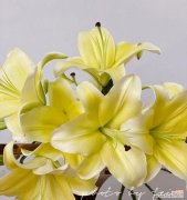 探寻黄天霸百合花的花语之美 黄天霸百合花