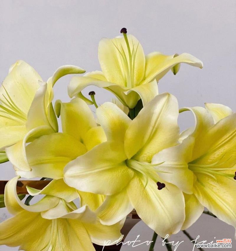 探寻黄天霸百合花的花语之美 黄天霸百合花