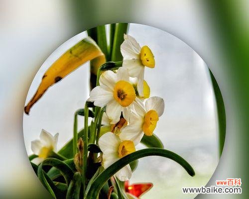 春天的守护者与希望之花 黄水仙花的花语与美丽传说