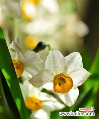 春天的守护者与希望之花 黄水仙花的花语与美丽传说