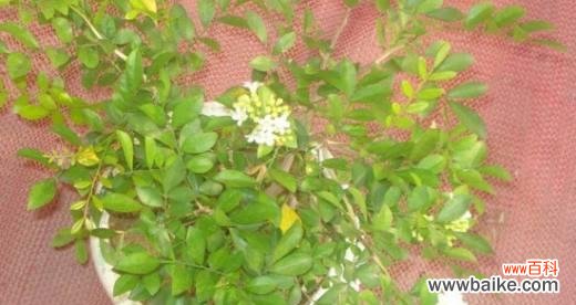 探寻黄杨树的象征意义 黄杨树寓意与人生哲理