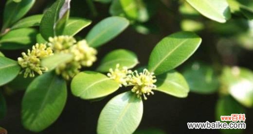 探寻黄杨树的象征意义 黄杨树寓意与人生哲理