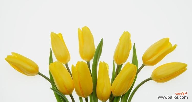 探寻黄郁金香花语的深意 黄郁金香的花语