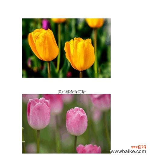 探寻黄郁金香花语的深意 黄郁金香的花语