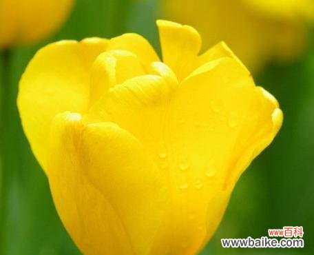 探寻黄郁金香花语的深意 黄郁金香的花语
