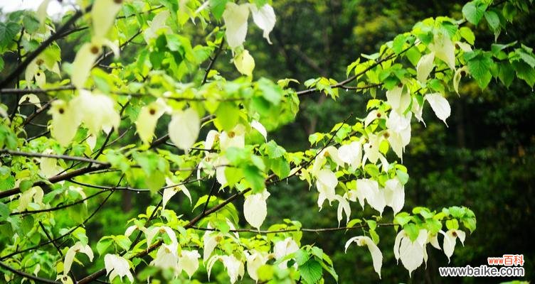 揭开活化石植物的面纱 活化石植物的神秘与意义