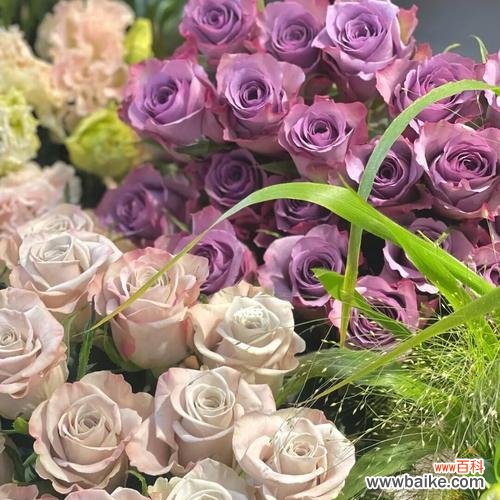 探寻混色玫瑰的丰富寓意 混色玫瑰的花语与意义