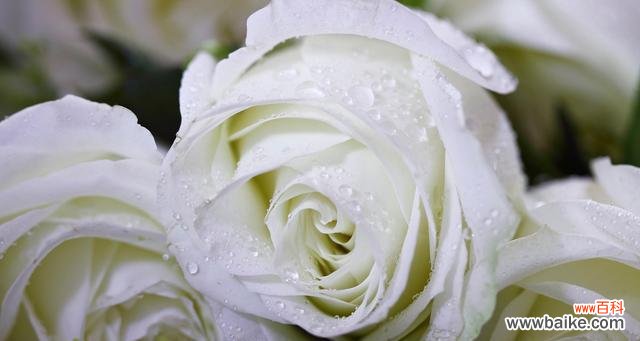 探寻混色玫瑰的丰富寓意 混色玫瑰的花语与意义