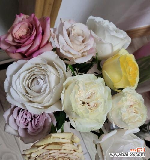 探寻混色玫瑰的丰富寓意 混色玫瑰的花语与意义