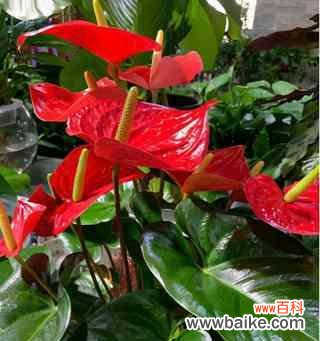 火鹤花花语的意义与传承 火鹤花