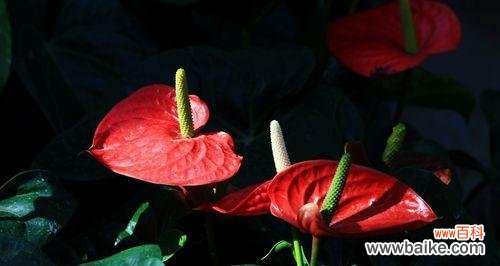 探索火鹤花的象征意义与生命力 火鹤花的寓意与美丽