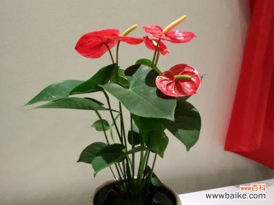 探索火鹤花的象征意义与生命力 火鹤花的寓意与美丽