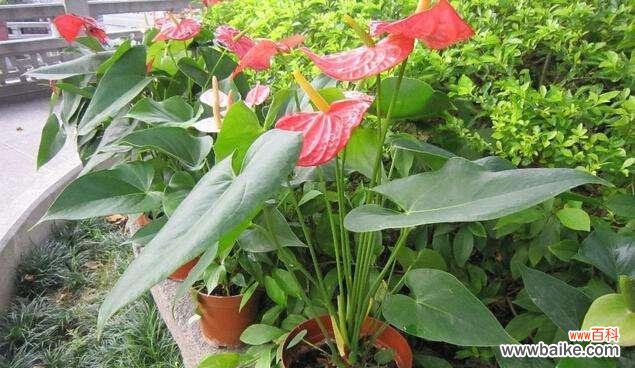 探索火鹤花的象征意义与生命力 火鹤花的寓意与美丽