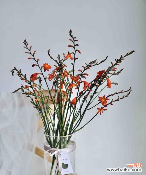 探寻火焰兰的神秘之美及寓意 火焰兰的花语与文化背景