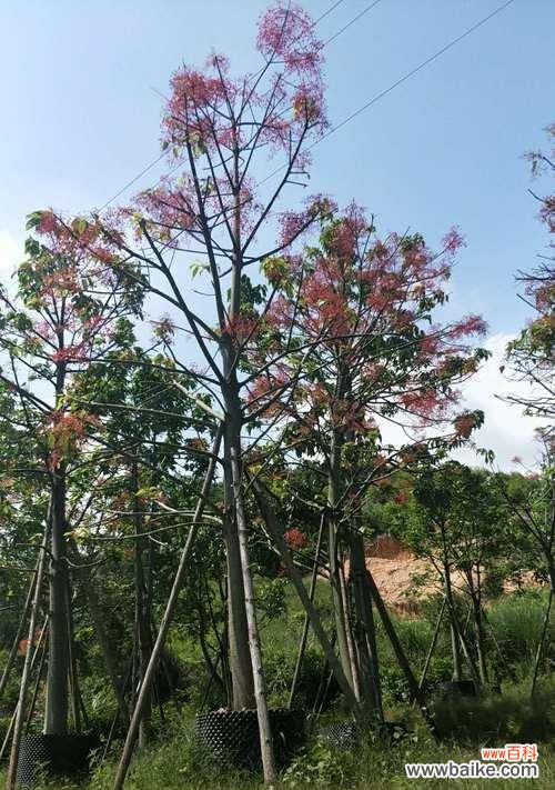 揭开火焰木花语的神秘面纱 火焰木传说