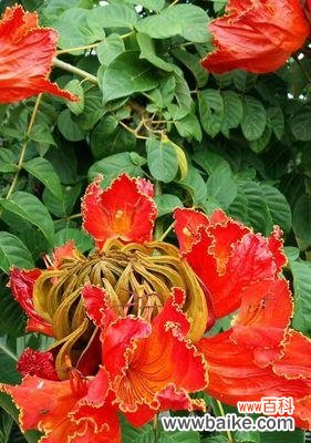 揭开火焰木花语的神秘面纱 火焰木传说