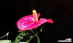 探索花朵背后的隐含哲学 以火鹤花象征着的寓意