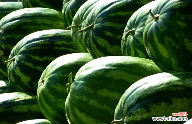 西瓜多少天成熟
