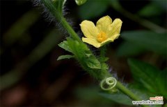 西瓜开花结果期如何管理？西瓜开花结果期的管理要点