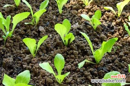 种子萌发的条件有哪些?