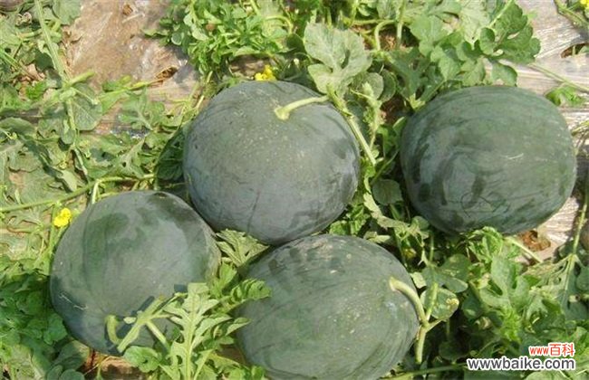 如何提高无籽西瓜坐果率