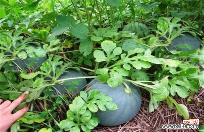 如何提高无籽西瓜坐果率