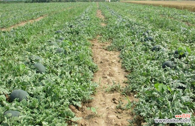 如何提高无籽西瓜坐果率