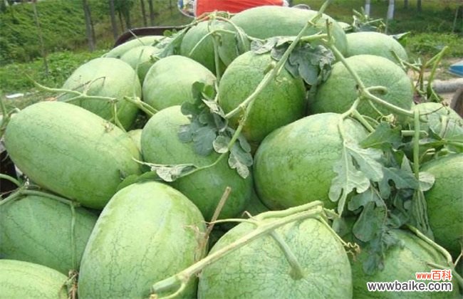 西瓜品种有哪些？十大常见西瓜品种图片