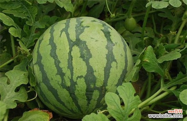 西瓜品种有哪些？十大常见西瓜品种图片