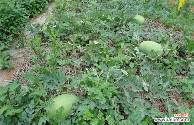 西瓜品种有哪些？十大常见西瓜品种图片