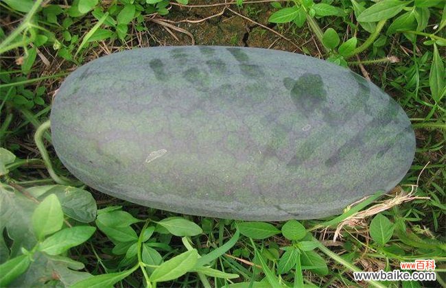 西瓜品种有哪些？十大常见西瓜品种图片