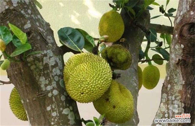 菠萝蜜价格多少钱一斤