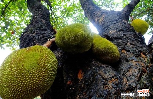 菠萝蜜价格多少钱一斤