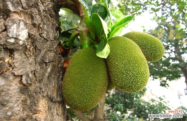 菠萝蜜价格多少钱一斤