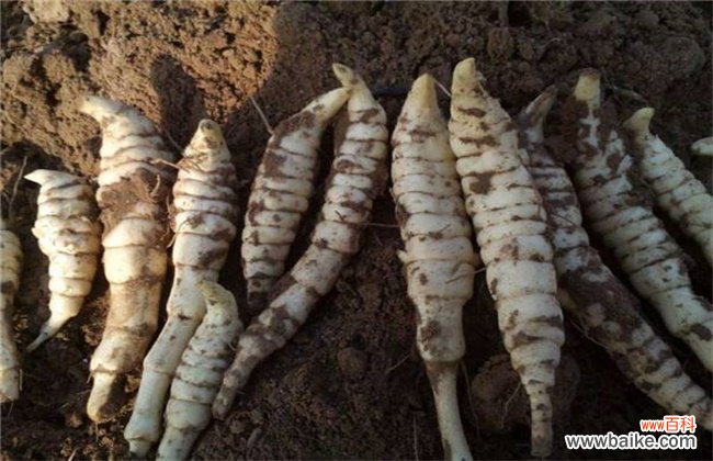 中药材地参多少钱一斤