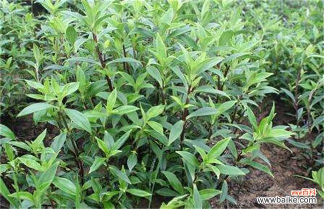 种植药材赚钱吗