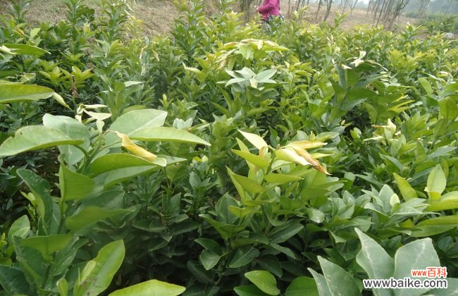 种植药材赚钱吗