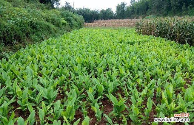 种植药材赚钱吗