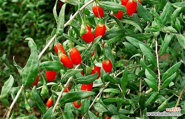 种植药材赚钱吗