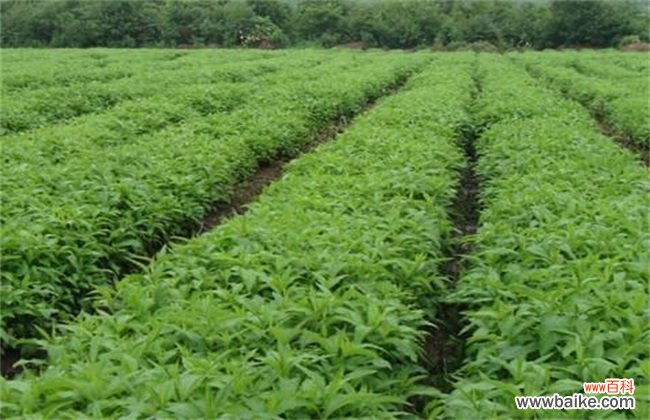 种植药材赚钱吗